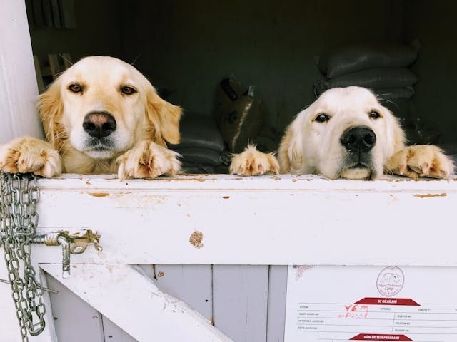 Guarderías para mascotas