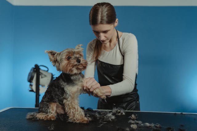 Peluquerías caninas
