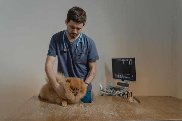 Veterinarias