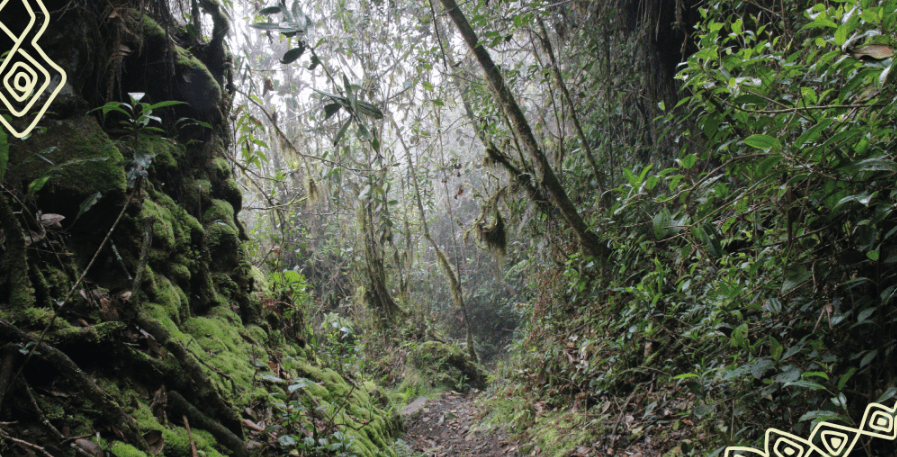 Bosques de niebla